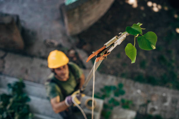 How Our Tree Care Process Works  in Pajaro, CA